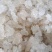 缅甸特级雪燕】缅甸原产地直发雪燕批发零售。