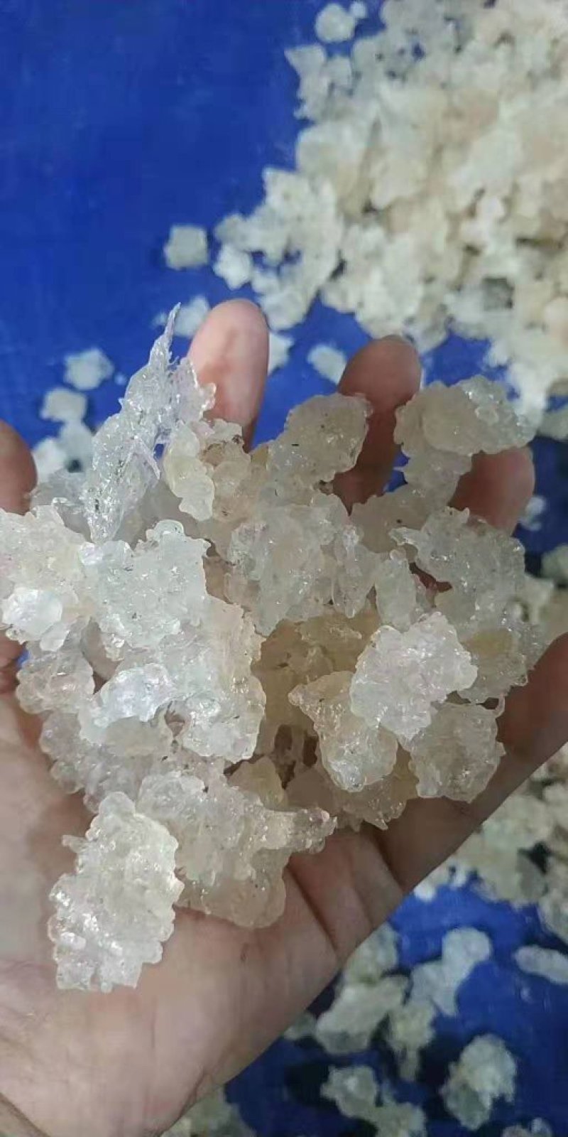 缅甸特级雪燕】缅甸原产地直发雪燕批发零售。