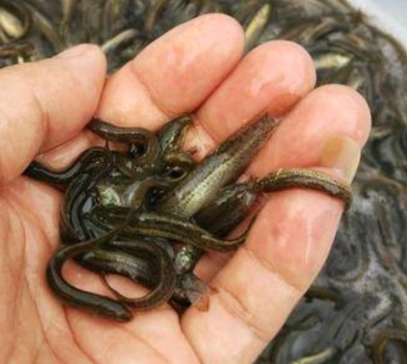 泥鳅苗，台湾泥鳅，良种大泥鳅，量大从优支持送货，货到付款