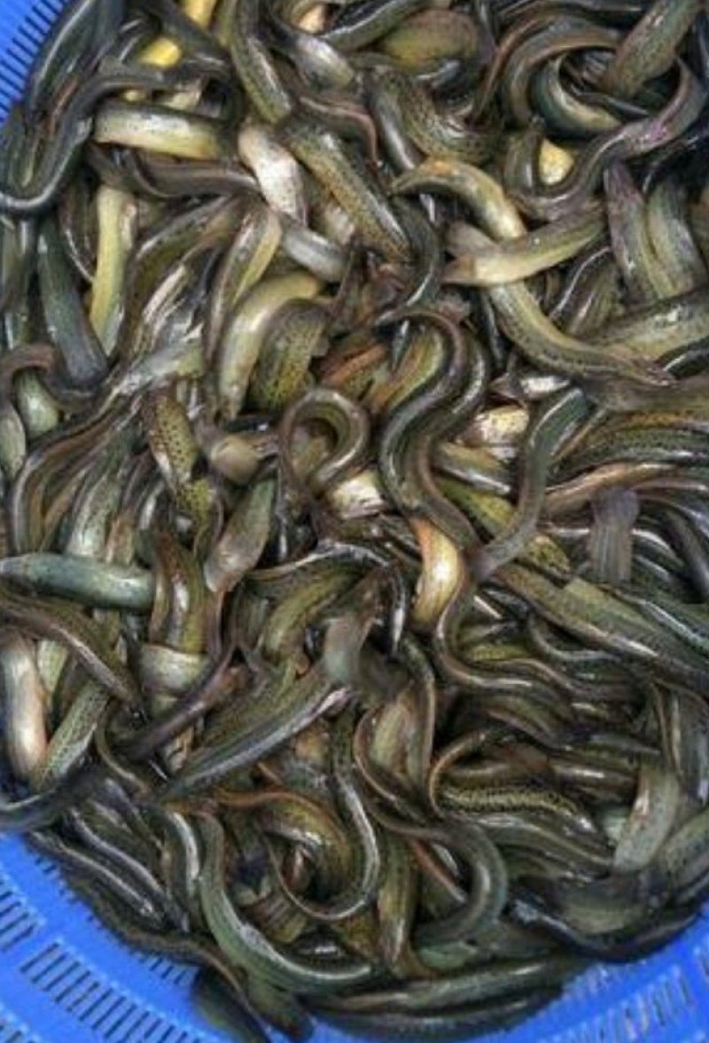 泥鳅苗，台湾泥鳅，良种大泥鳅，量大从优支持送货，货到付款