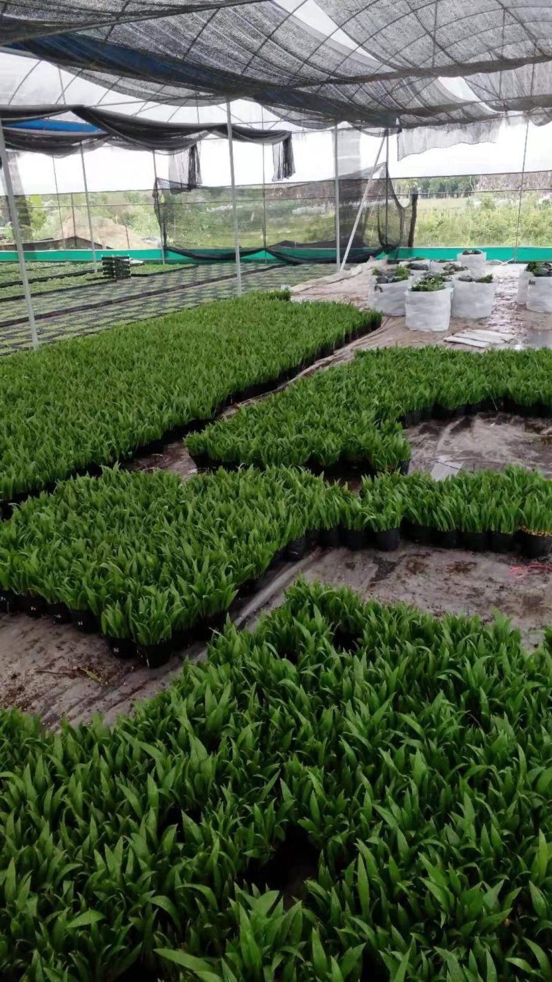 【精品蒲葵】棕榈植物园林绿化品种丰富欢迎进店选购