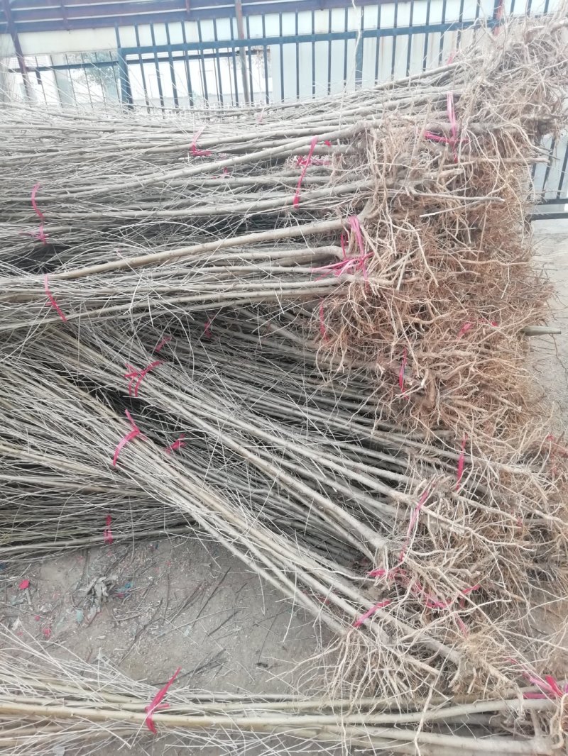 供应毛桃原生苗，占地用，1-3公分量大，质优价廉。