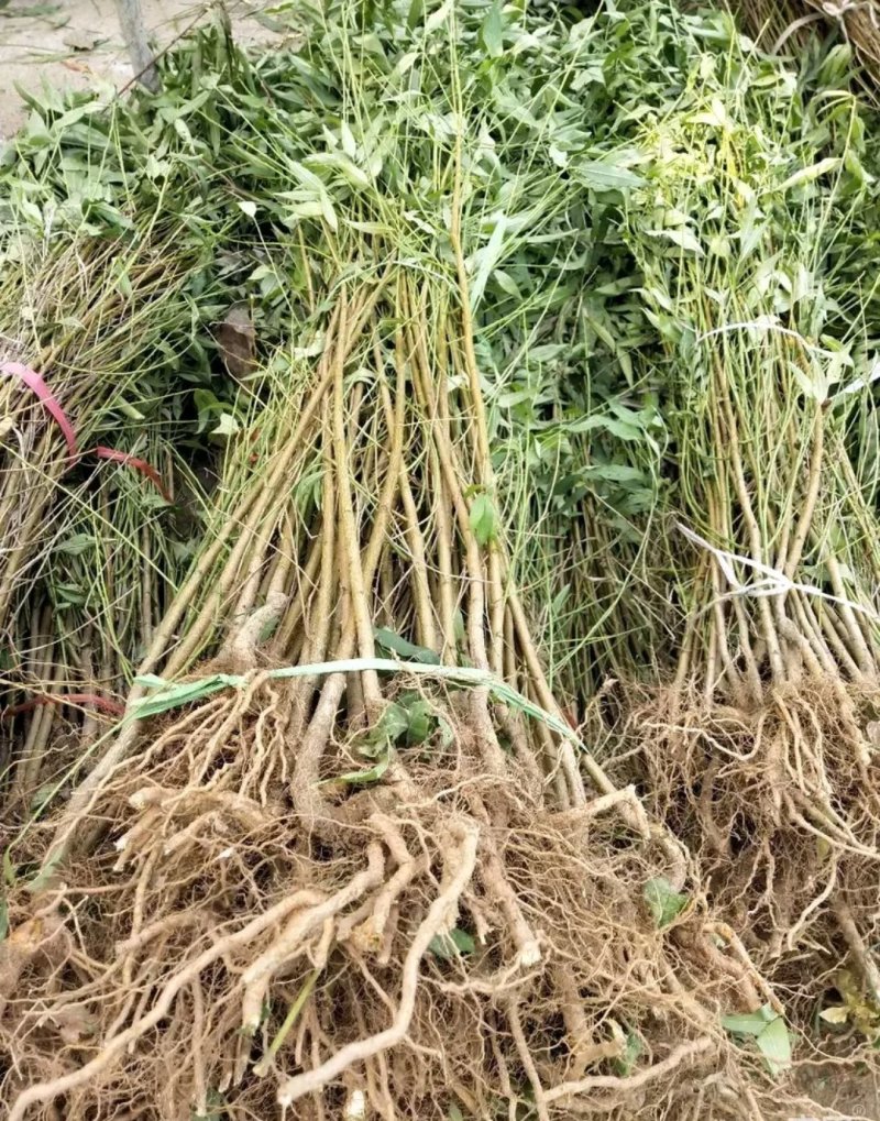 供应毛桃原生苗，占地用，1-3公分量大，质优价廉。