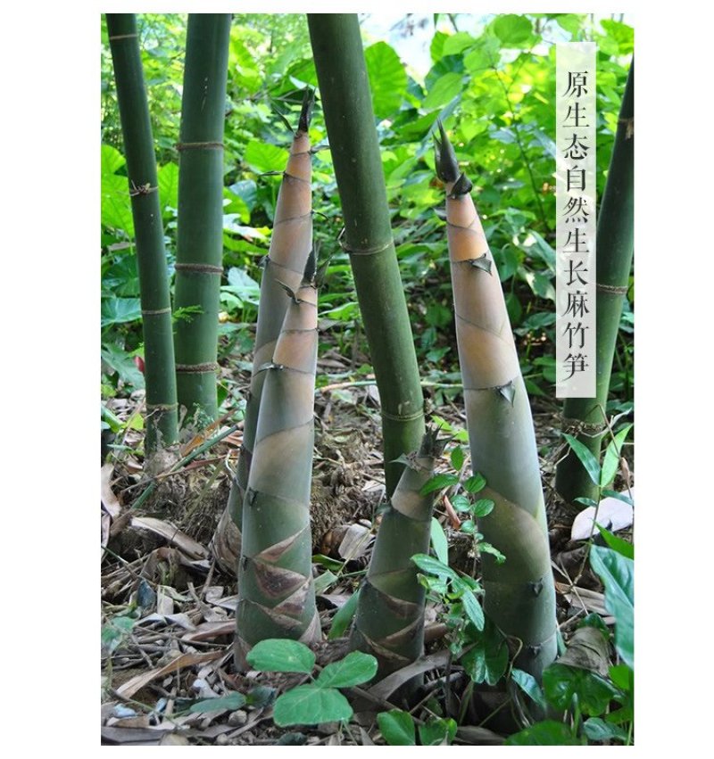 免泡发笋干衣野生手扒泡嫩竹笋衣笋尖片小包装批发非腐竹豆皮