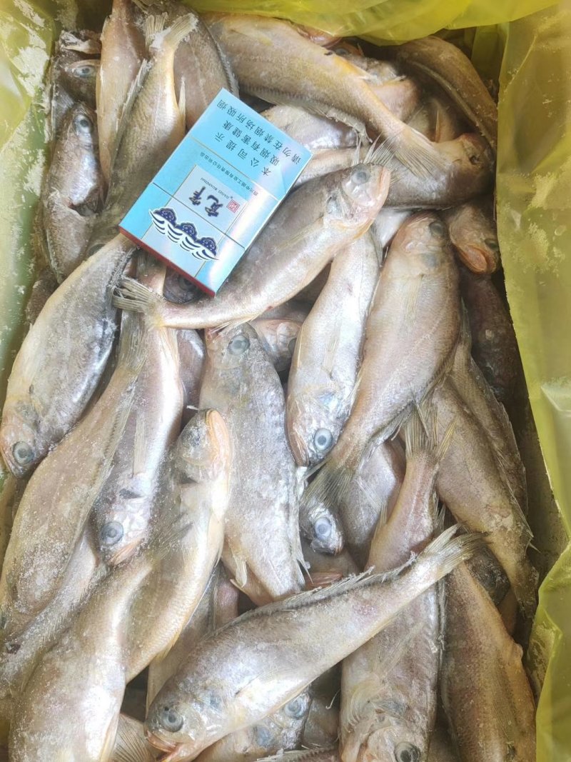 小花鱼30斤净重31.5斤左右毛重