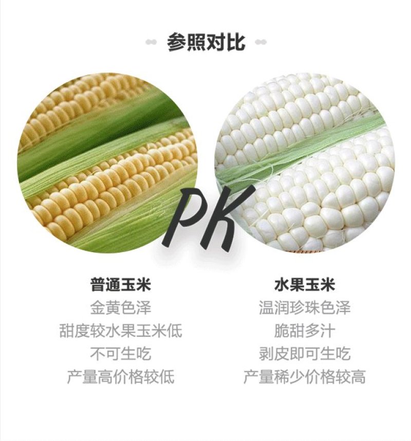 福建漳州，爆浆漳州牛奶水果玉米，一口爆汁，清甜爽口