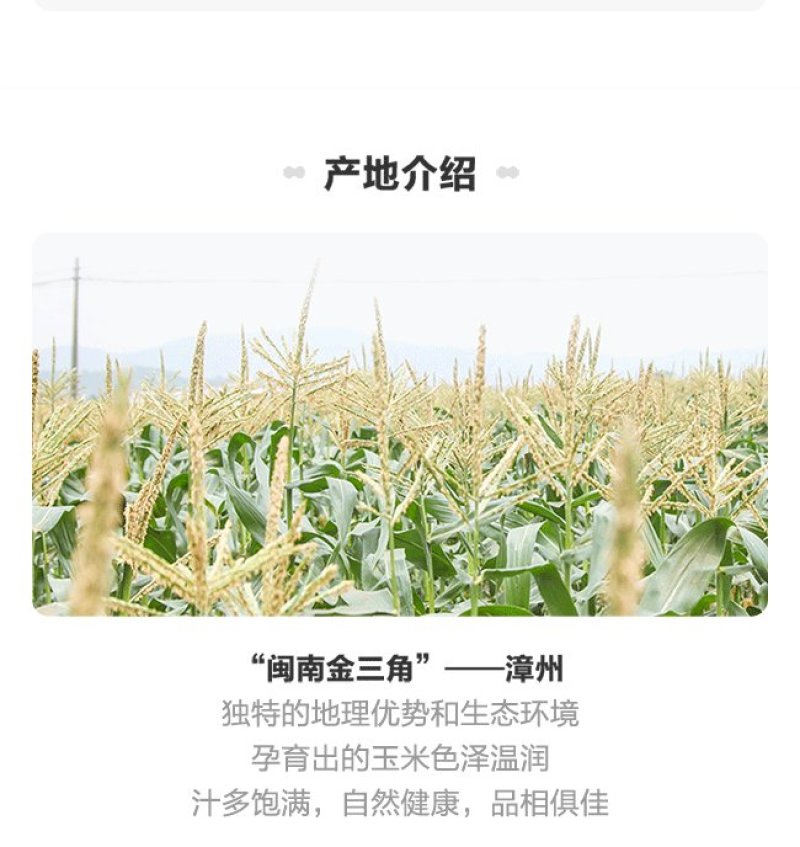 福建漳州，爆浆漳州牛奶水果玉米，一口爆汁，清甜爽口