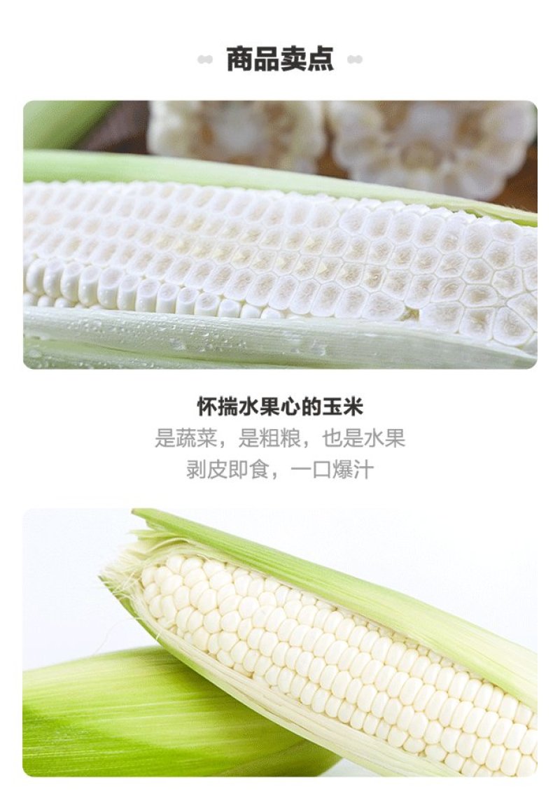 福建漳州，爆浆漳州牛奶水果玉米，一口爆汁，清甜爽口