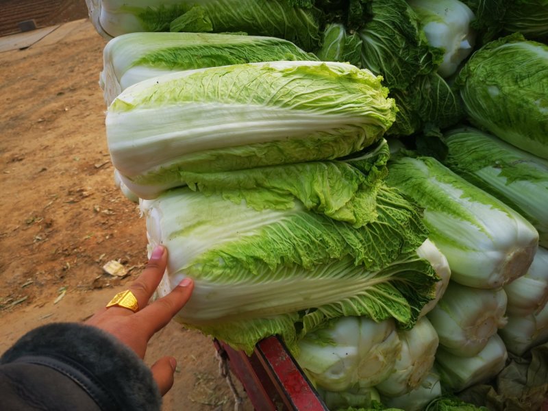北京新三号白菜大量供应中