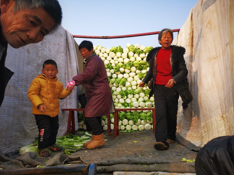 北京新三号白菜大量供应中