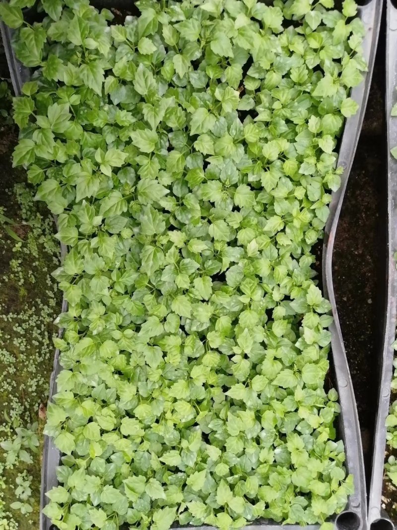 幸福树小富贵观叶植物小盆栽用苗一手货源直发