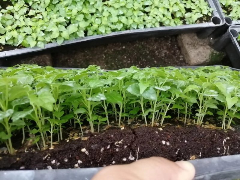 幸福树小富贵观叶植物小盆栽用苗一手货源直发