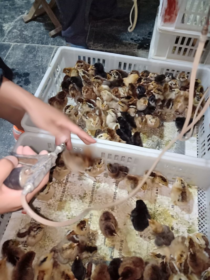 活禽