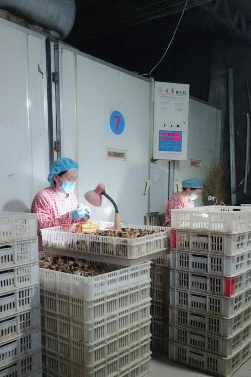 活禽