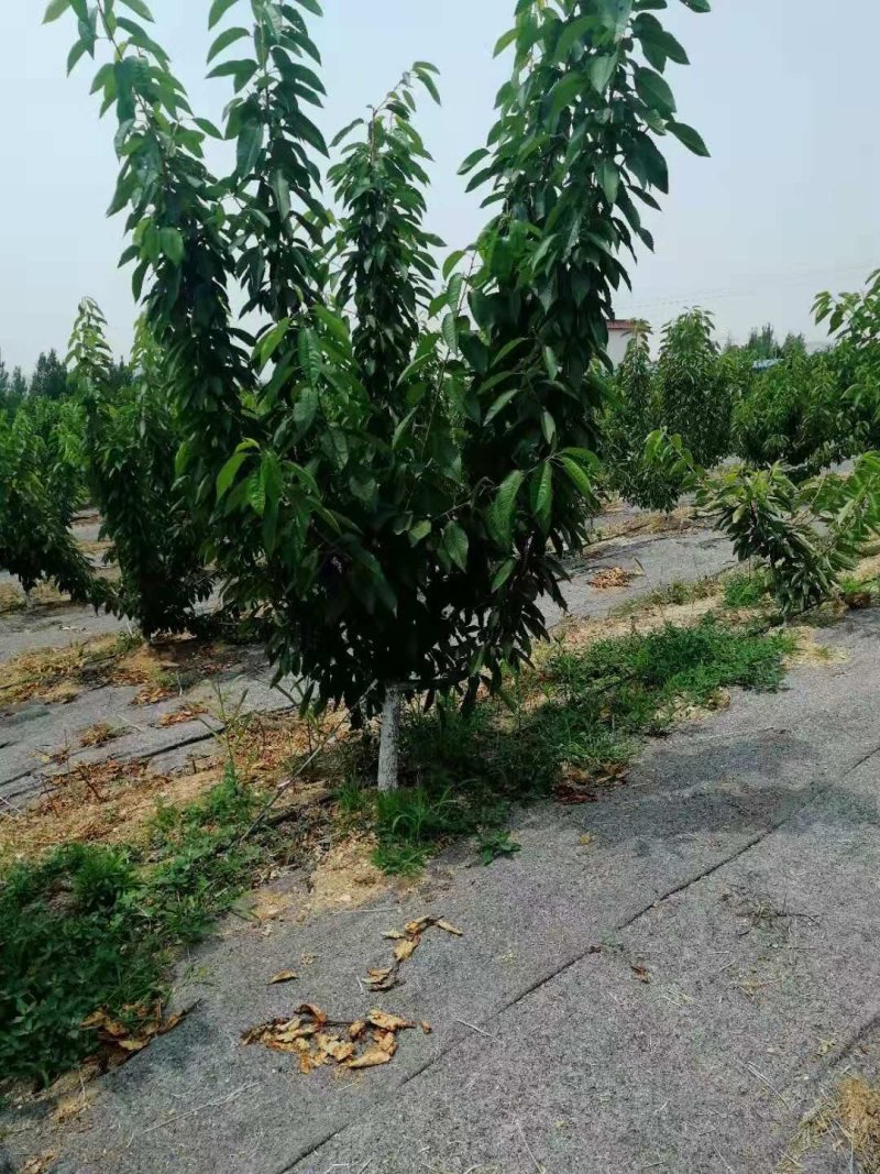 俄罗斯8号，齐早美早红灯樱桃苗品种纯正，质优价廉。