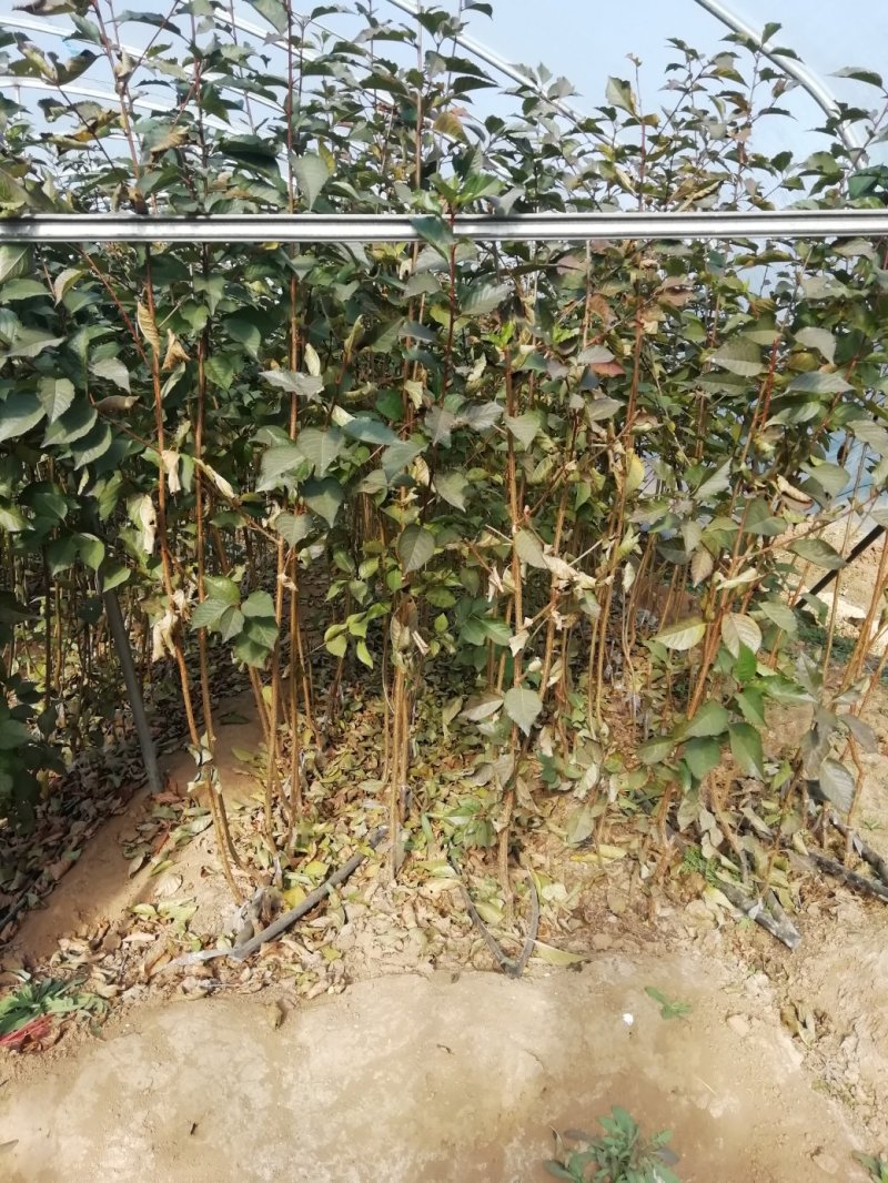 俄罗斯8号，齐早美早红灯樱桃苗品种纯正，质优价廉。
