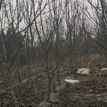 薄皮核桃