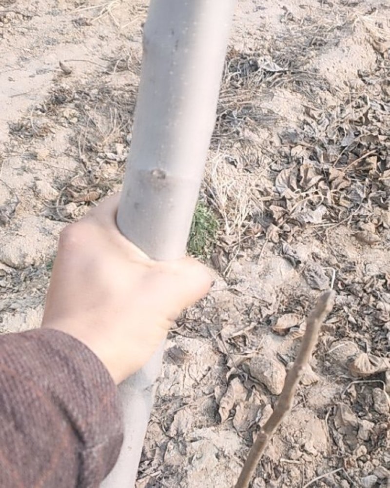 薄皮核桃