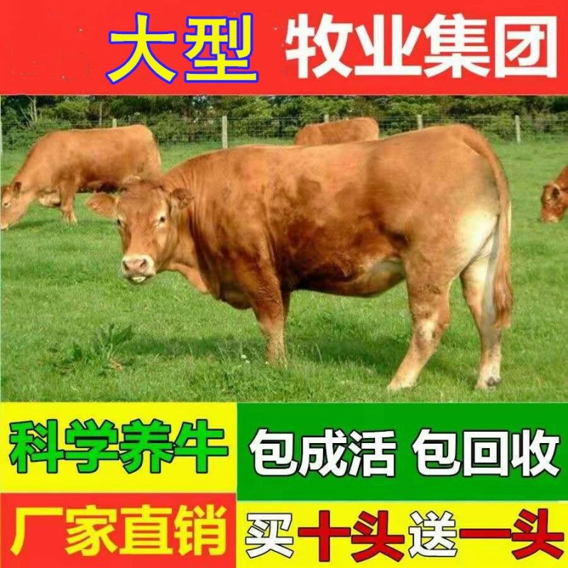 湘西黄牛品种优良品质保障提供技术免费运输