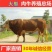 湘西黄牛品种优良品质保障提供技术免费运输