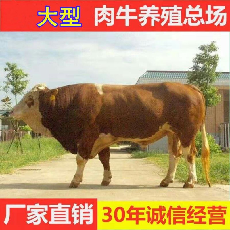 湘西黄牛品种优良品质保障提供技术免费运输