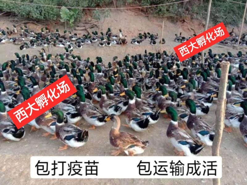 全年供应青头杂交鸭苗，包打疫苗，质量保证