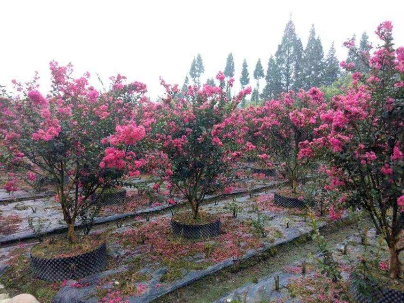 热销丛生，紫薇花苗从生紫薇小苗庭院种植大型植美国红火箭绿