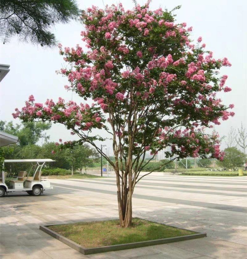 热销丛生，紫薇花苗从生紫薇小苗庭院种植大型植美国红火箭绿