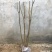 热销丛生，紫薇花苗从生紫薇小苗庭院种植大型植美国红火箭绿
