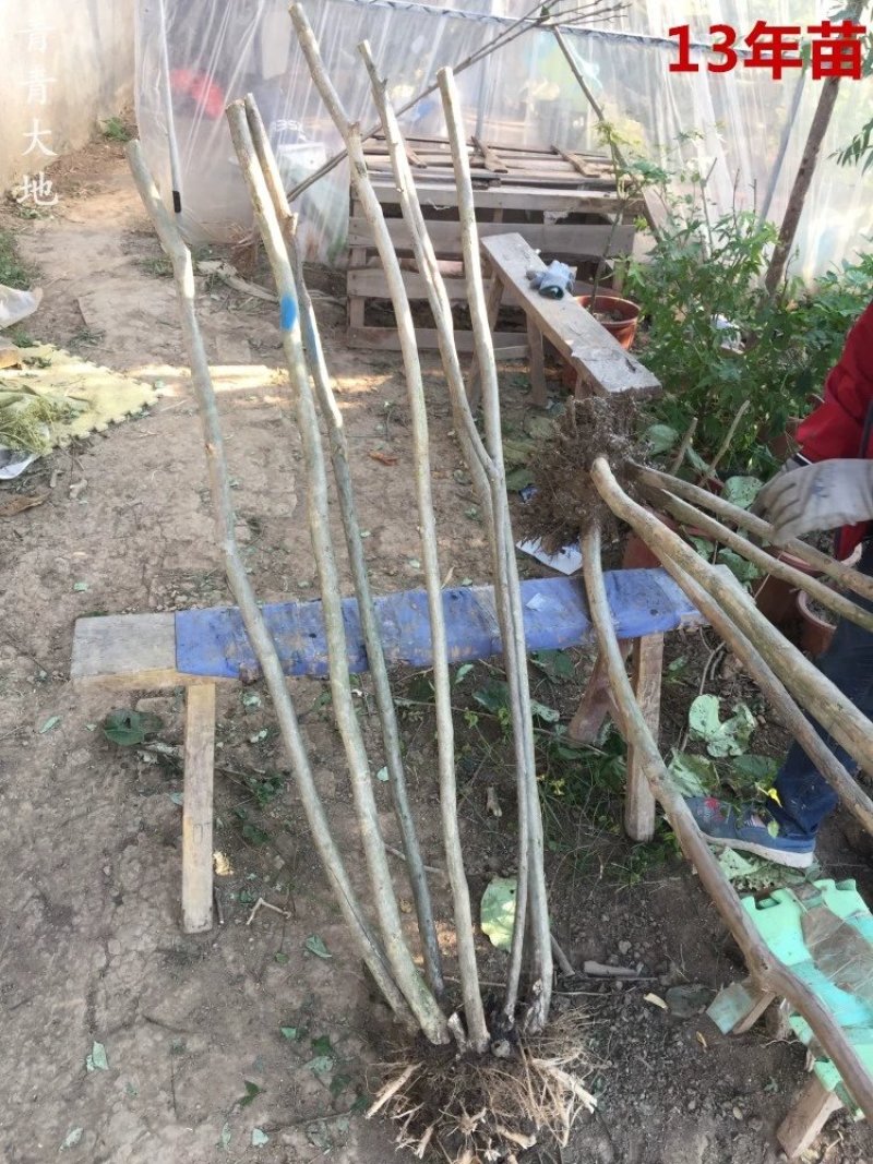 热销丛生，紫薇花苗从生紫薇小苗庭院种植大型植美国红火箭绿