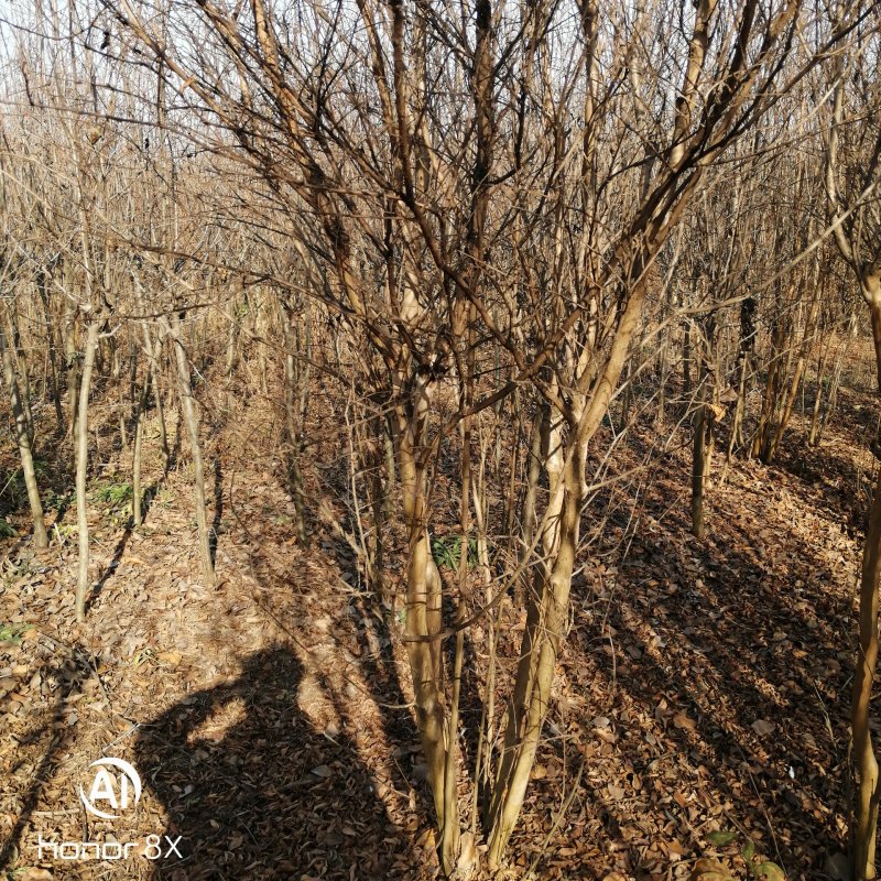 热销丛生，紫薇花苗从生紫薇小苗庭院种植大型植美国红火箭绿