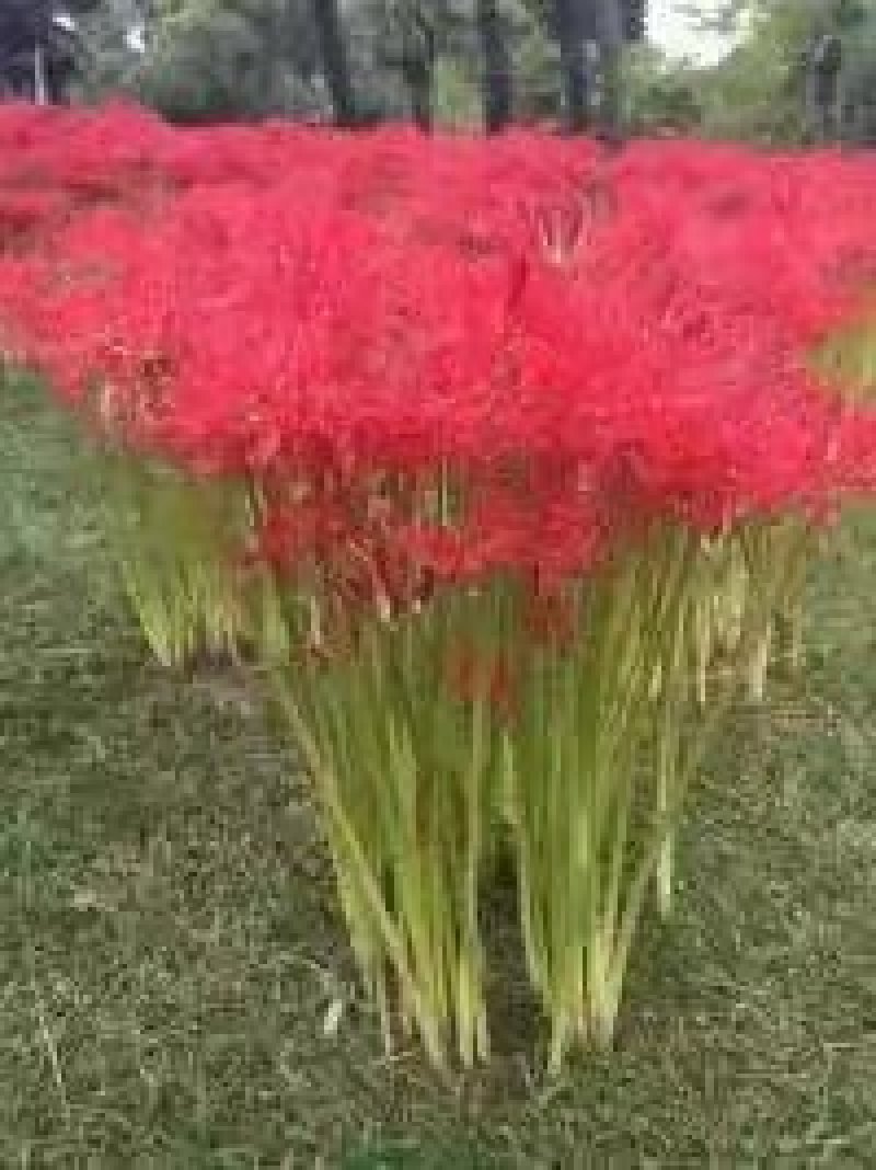 彼岸花石蒜曼珠沙华大量批发种球