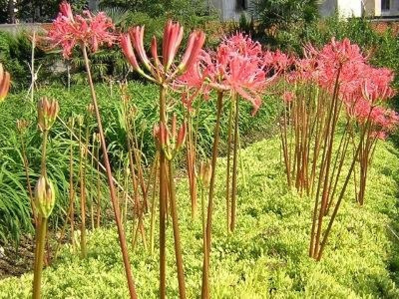 彼岸花石蒜曼珠沙华大量批发种球