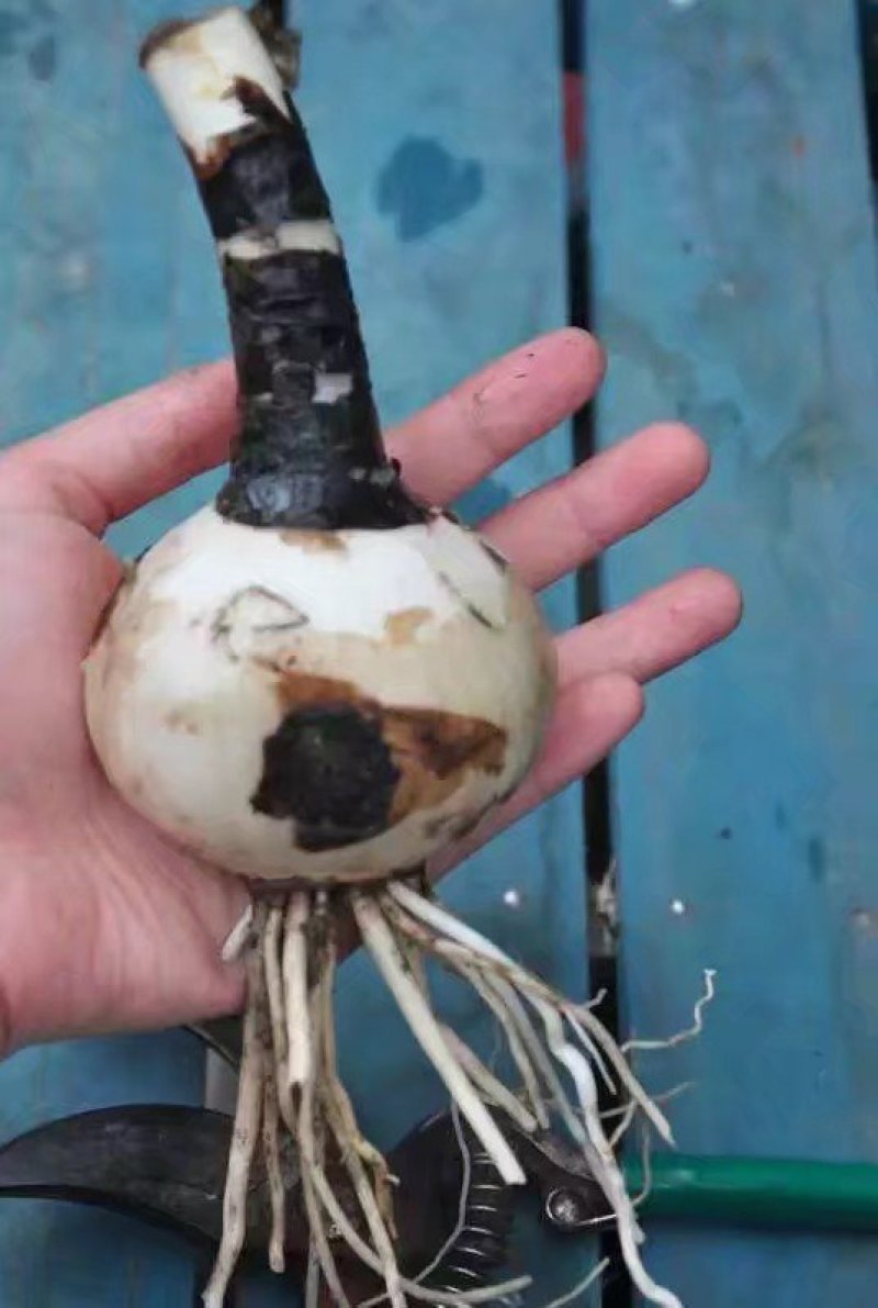 彼岸花石蒜曼珠沙华大量批发种球