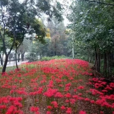 彼岸花石蒜曼珠沙华大量批发种球