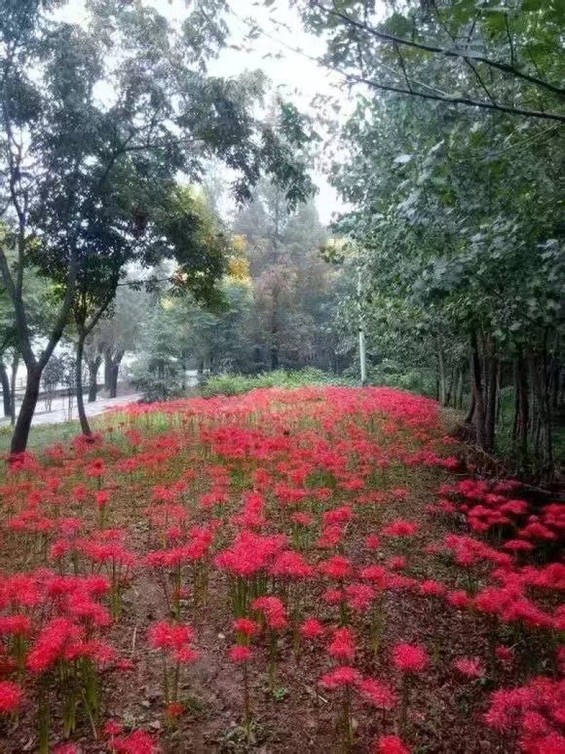 彼岸花石蒜曼珠沙华大量批发种球