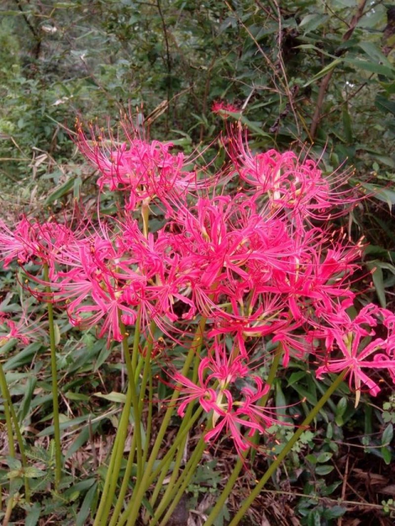 彼岸花石蒜曼珠沙华大量批发种球