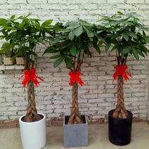 发财树盆栽大树桩客厅办公室内四季常青植物开业招财发财大型
