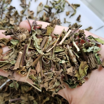 产地批发猫须草优质猫须公