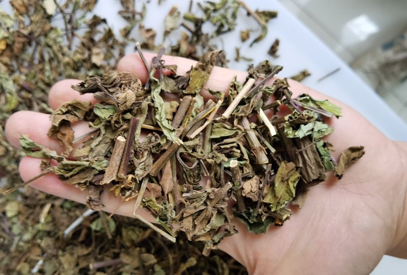 产地批发猫须草优质猫须公
