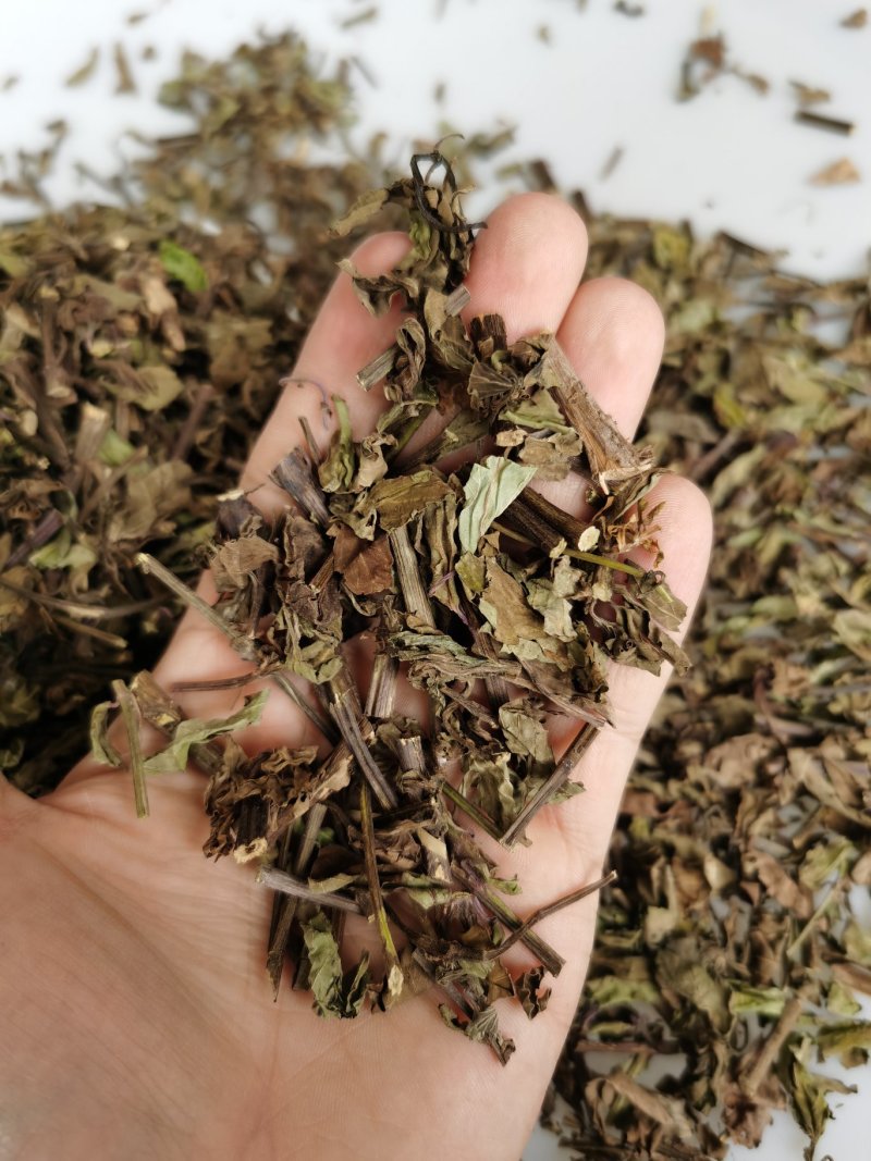 产地批发猫须草优质猫须公