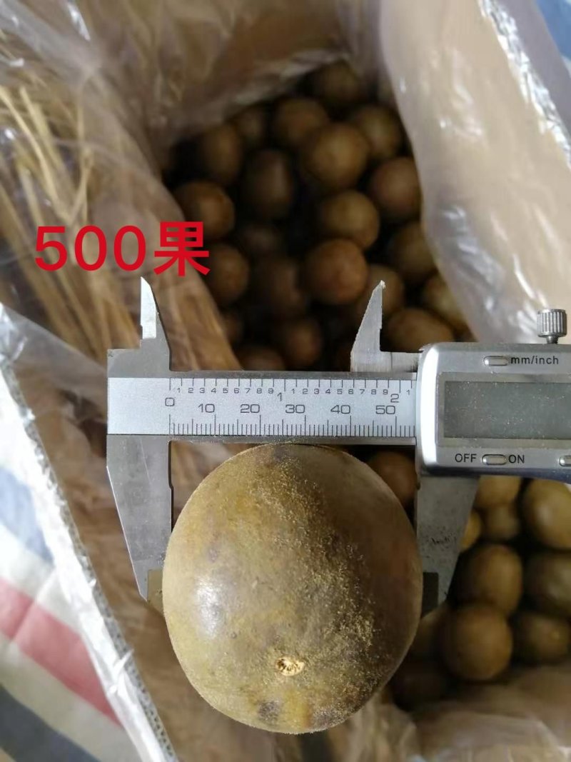 广西桂林罗汉果产地批发