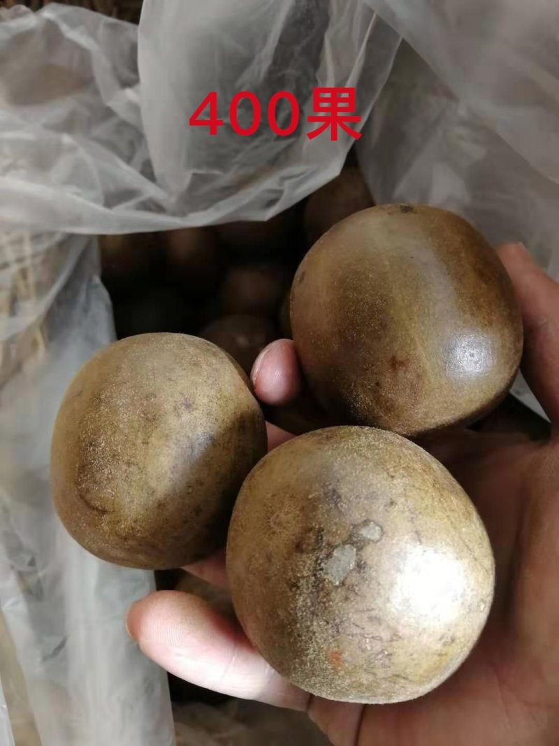 广西桂林罗汉果产地批发