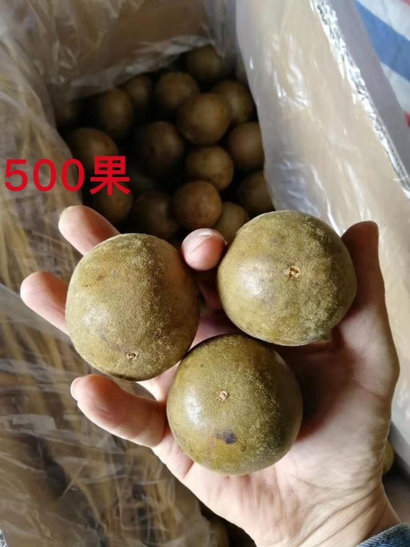 广西桂林罗汉果产地批发
