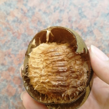 广西桂林罗汉果产地批发