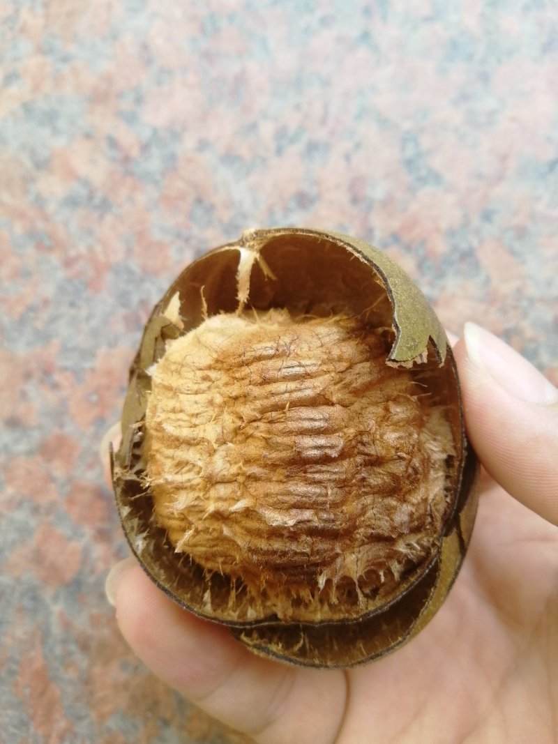 广西桂林罗汉果产地批发