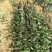 花椒苗一年二年苗，狮子头黄盖，无刺椒，常年供应，可发全国