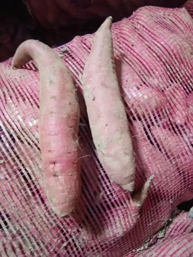 欢迎老板到河南商丘采购大量红薯