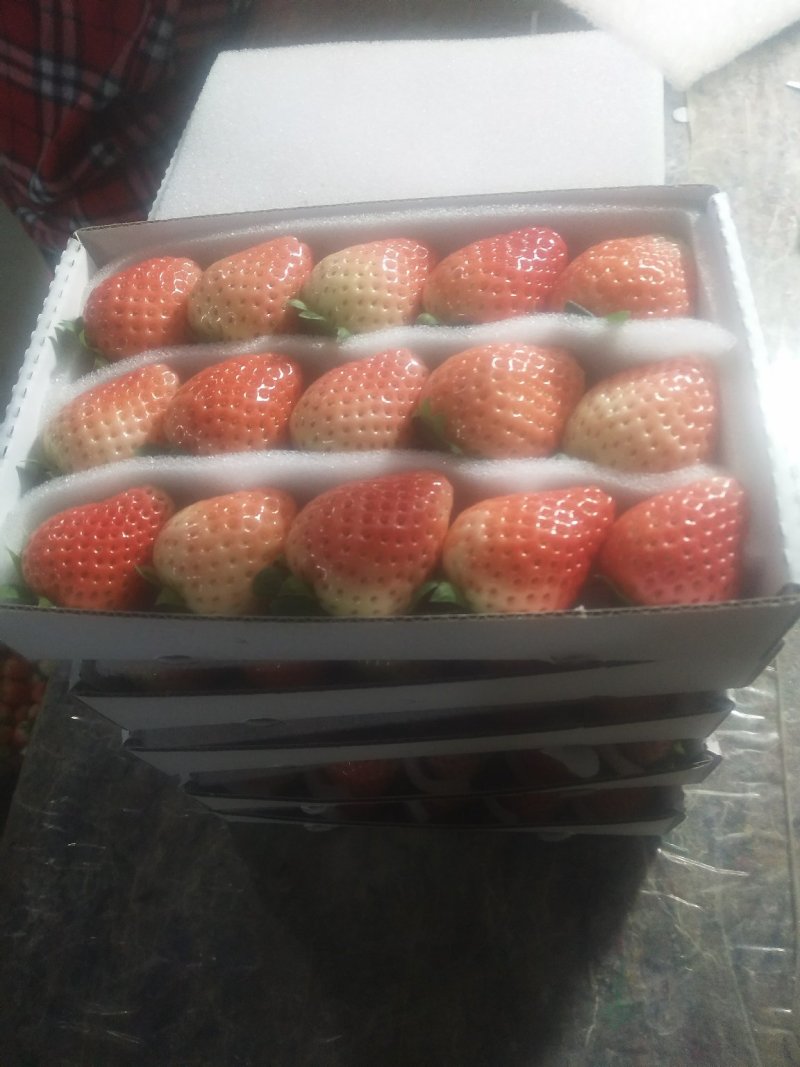 精品草莓鸡心果