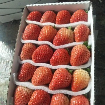 精品草莓鸡心果
